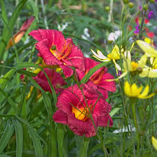 Daylily Ruffled Red Cranberry Baby | 1 Live Rooted Plant | Hemerocallis | Perennial, Reblooming, Drought-Tolerant, Pollinator-Friendly