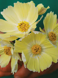Lemonade Cosmos Seeds – 200+ Soft Yellow Blooms – Cottage Garden Annual Flower for Borders, Bouquets, Pollinator & Cut Flower Gardens – USA