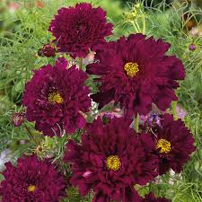 Double Click Cranberries Cosmos Seeds – 200+ Seeds – Rich Double Red Blooms for Pollinator Gardens, Bouquets, & Cottage Borders – USA