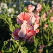 Tutti Frutti Sweet Pea Seeds – 50+ Mixed-Color Blooms – Vibrant Climbing Flower Vine for Trellises, Bouquets, Cottage Gardens & Arches – USA