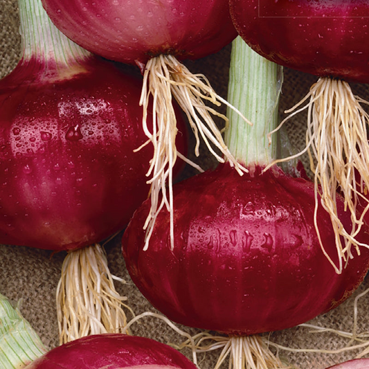 Southport Red Globe Onion Seeds – 250mg for Planting, Heirloom Variety, Mild Flavor, Red Skin, Great for Slicing, Cooking & Storage