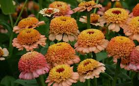 Zinderella Peach Zinnia Seeds – 100+ Seeds – Scabiosa-Type Peach Blooms for Cut Flower Gardens, Cottage Borders, and Pollinator Beds – USA