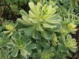 Aeonium castello-paivae ‘Harry Mak’ Sun Cup | 3 Rooted Cuttings 1" Live Succulent Plants | Variegated Rosettes