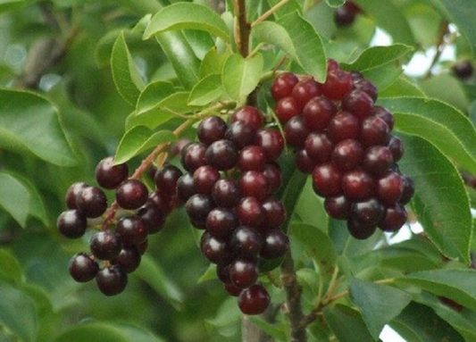 Choke Cherry Tree - Prunus virginiana - Live Bare Root Plant for Gardens 14"-18"