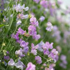 Serenity Sweet Pea Seeds – 50+ Seeds – Pale Lavender Blooms for Trellises, Cottage Gardens, Cut Flower Beds & Soothing Garden Color – USA