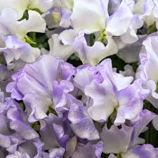Lilac Ripple Sweet Pea Seeds – 50+ Ruffled Bicolor Blooms – Climbing Flower Vine for Bouquets, Trellises, Cottage Gardens & Arches – USA