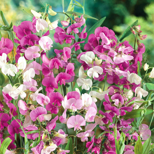 Everlasting Mix Sweet Pea Seeds – 50+ Seeds – Colorful Climbing Vine for Trellises, Arbors, Cottage Gardens & Cut Flower Borders – USA