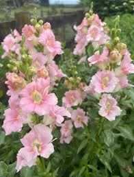 Chantilly Light Pink Snapdragon Seeds (Antirrhinum majus) | 1000 Seeds | Tall, Soft Pink Blooms for Garden & Cut Flowers