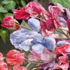 Streamer Mix Sweet Pea Seeds – 50+ Bicolor & Striped Blooms – Climbing Vine for Trellises, Bouquets, Cottage Gardens Arches