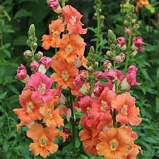 Chantilly Bronze Snapdragon Seeds (Antirrhinum majus) | 1000 Seeds | Tall, Warm Bronze Blooms for Garden & Cut Flowers