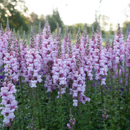 Costa Summer Lavender III Snapdragon Seeds (Antirrhinum majus) | 1000+ Seeds | Soft Lavender Blooms for Garden & Cut Flowers