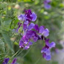 North Shore Sweet Pea Seeds – 50+ Deep Purple Blooms – Climbing Vine for Trellises, Arches, Cottage Gardens & Bouquets – USA