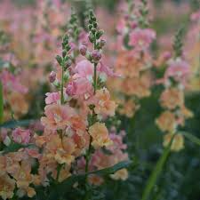Chantilly Mix Snapdragon Seeds (Antirrhinum majus) | 1000 Seeds | Tall, Fragrant Blooms in Mixed Colors for Garden & Cut Flowers