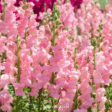 Costa Deep Rose Snapdragon Seeds (Antirrhinum majus) | 1000+ Seeds | Rich Rose-Pink Blooms for Garden & Cut Flower Arrangements
