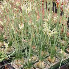 Albuca humilis | 5 Bare Root Live Plant Bulbs | Unique Succulent with Green-White Flowers | Drought-Tolerant, Low-Maintenance