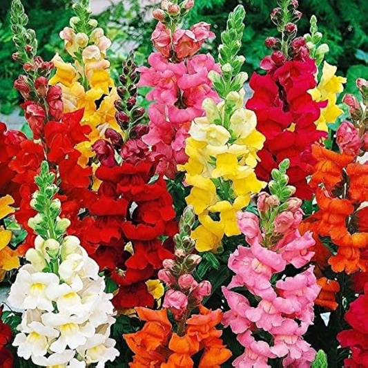 Climbing Mix Snapdragon Seeds – 1000+ Seeds – Tall Colorful Blooms for Trellises, Vertical Gardens, and Cottage Flower Beds – USA