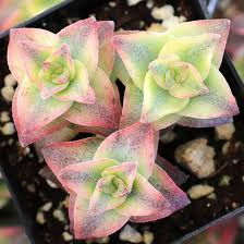 Crassula Perforata ‘String of Buttons’ | 2 Live 2” Bare Root Plants | Stacked Leaves, Easy-Care Succulent, Unique Trailing Plant