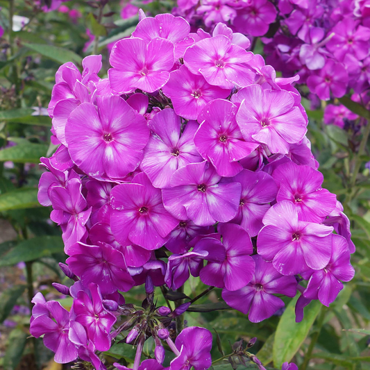 Garden Mix Phlox Seeds – 100+ Colorful Perennial Blooms – Fragrant Flowers for Borders, Cottage Gardens & Pollinator Habitats – USA
