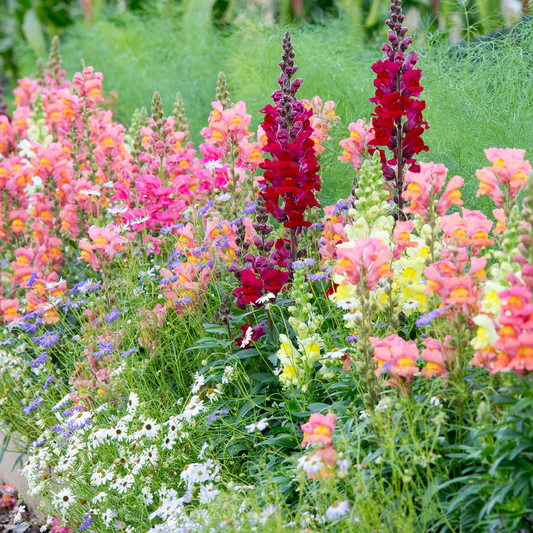 Costa II Mix Snapdragon Seeds (Antirrhinum majus) | 1000+ Seeds | Vibrant Mixed Colors for Garden & Cut Flower Arrangements
