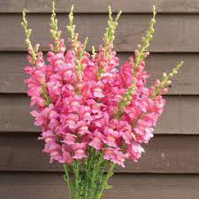 Costa Rose II Snapdragon Seeds (Antirrhinum majus) | 1000+ Seeds | Vibrant Rose-Pink Blooms for Garden & Cut Flowers