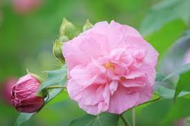 4 Confederate Cotton Rose Unrooted Cuttings - Hibiscus mutabilis, Color Changing Flowers, Hardy, Unique Flowering Plant, Flowering Cutting