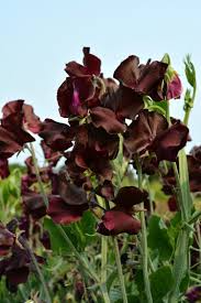 Windsor Sweet Pea Seeds – 50+ Deep Purple Blooms – Climbing Vine for Trellises, Bouquets, Cottage Gardens & Floral Arches – USA