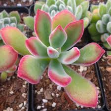 Echeveria pulvinata ‘Plush Chenille’ | 1 Bare Root 3" Live Succulent Plant | Fuzzy Red-Green Leaves, Drought-Tolerant, Easy-Care Houseplant