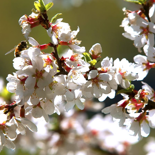 Nanking Cherry Seeds – Prunus tomentosa – 10 Seeds for Planting, Hardy Flowering Shrub, Pink Blossoms, Great for Hedges & Landscapes