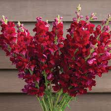 Costa Velvet I–II Snapdragon Seeds (Antirrhinum majus) | 1000+ Seeds | Deep Velvet Red Blooms for Garden & Cut Flowers