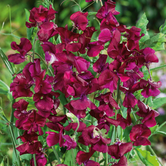 Royal Maroon Sweet Pea Seeds – 50+ Deep Burgundy Blooms – Climbing Vine for Trellises, Bouquets, Cottage Gardens & Floral Borders – USA