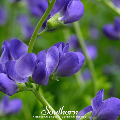 Wild Blue Indigo – 35 Seeds