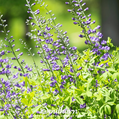 Wild Blue Indigo – 35 Seeds