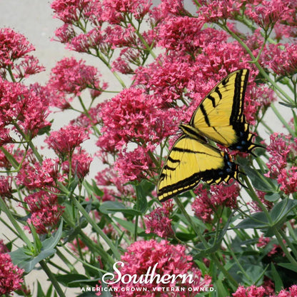Jupiter’s Beard Mix – 50 Seeds