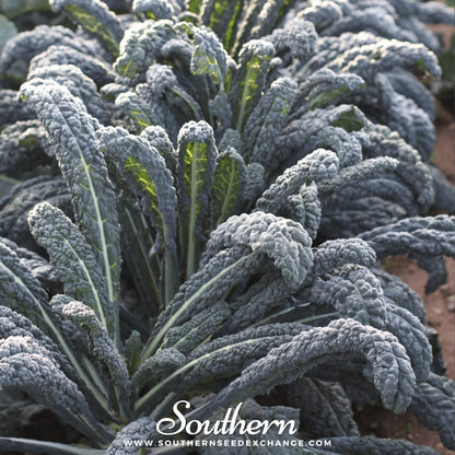 Black Magic Kale – 250 Seeds
