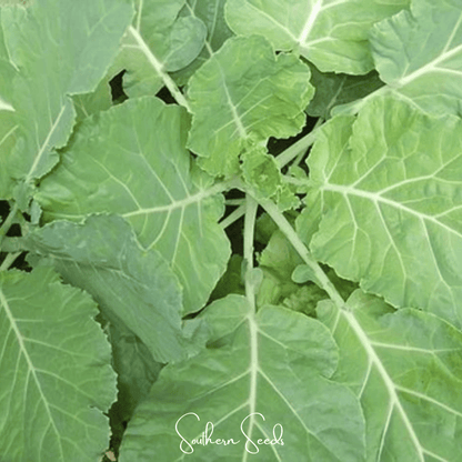 Premier Kale – 250 Seeds