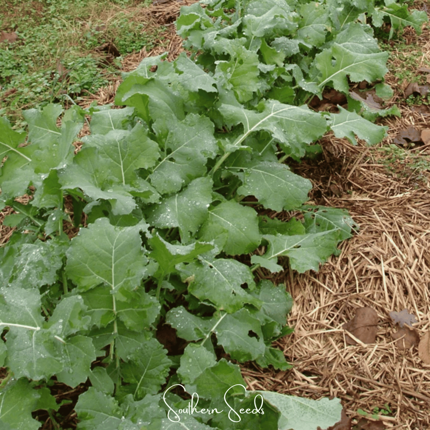 Premier Kale – 250 Seeds