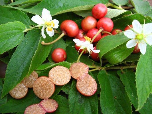 1 Red Jamaican Cherry Tree (Muntingia calabura) | Strawberry Tree | Bare Root Starter Plant | Fast Growing Tropical Fruit Tree
