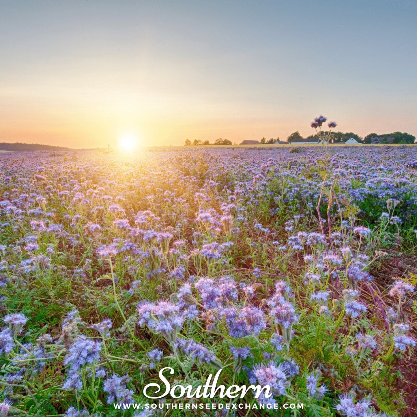 Lacy Phacelia – 200 Seeds