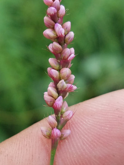 Creeping Smartweed™ — Low-Growing, Native Groundcover with Pink Blooms & Pollinator Friendly