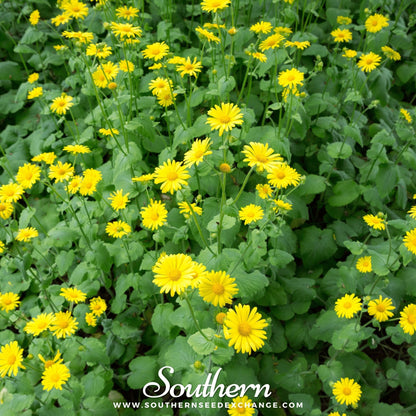 Leopard’s Bane – 50 Seeds