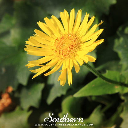 Leopard’s Bane – 50 Seeds