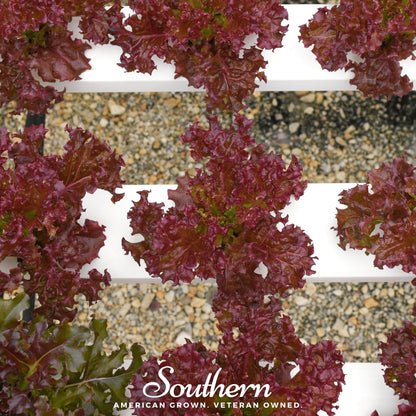 Salad Bowl Red Lettuce – 500 Seeds
