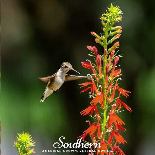 Cardinal Flower Lobelia – 250 Seeds