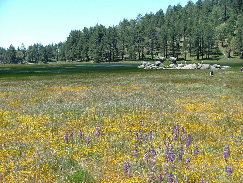 Western Wonders Native Wildflower Mix