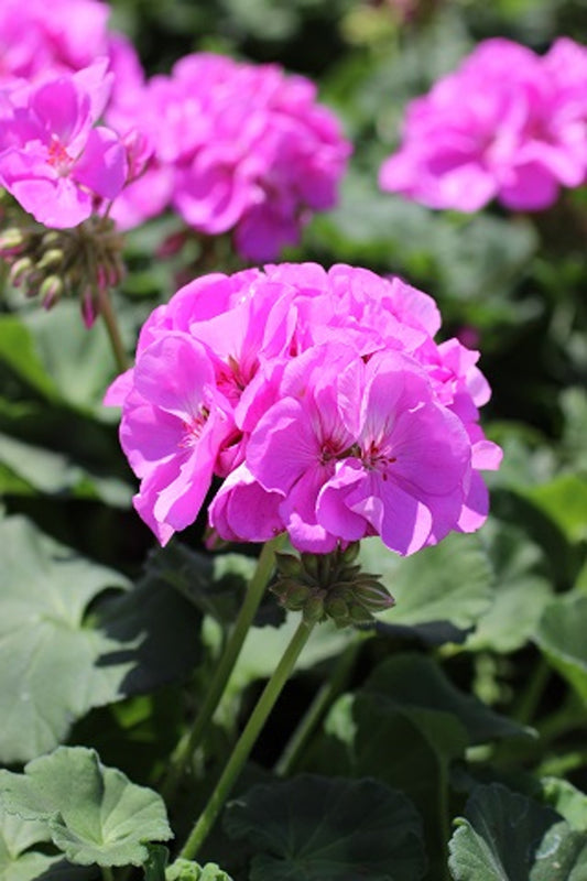 12 Purple-Pink Zonal Geranium Cuttings – Pelargonium hortorum 6" Live Stems – Fresh Unrooted Starter Plants for Beds, Baskets & Containers