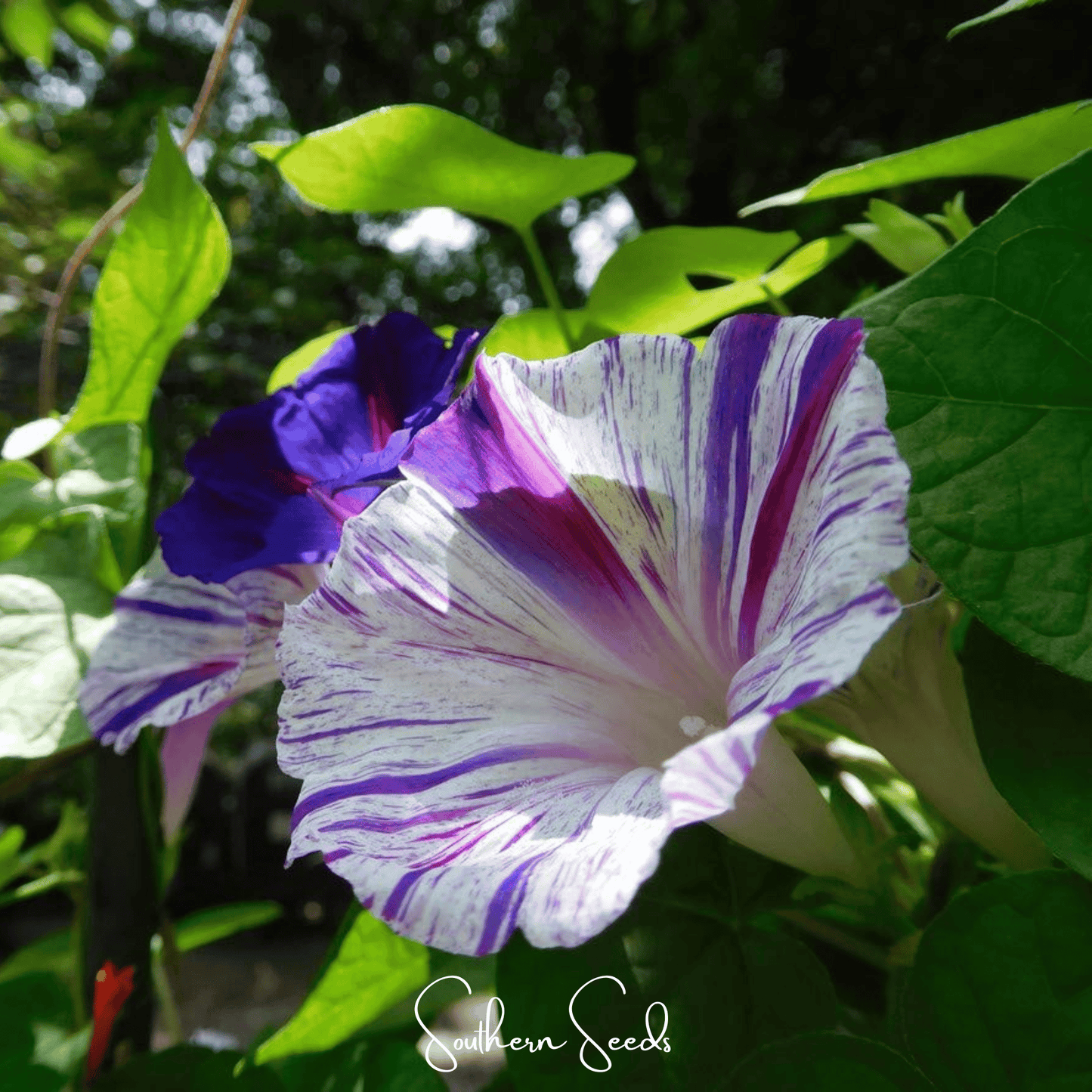 Harlequin Mix Morning Glory – 25 Seeds