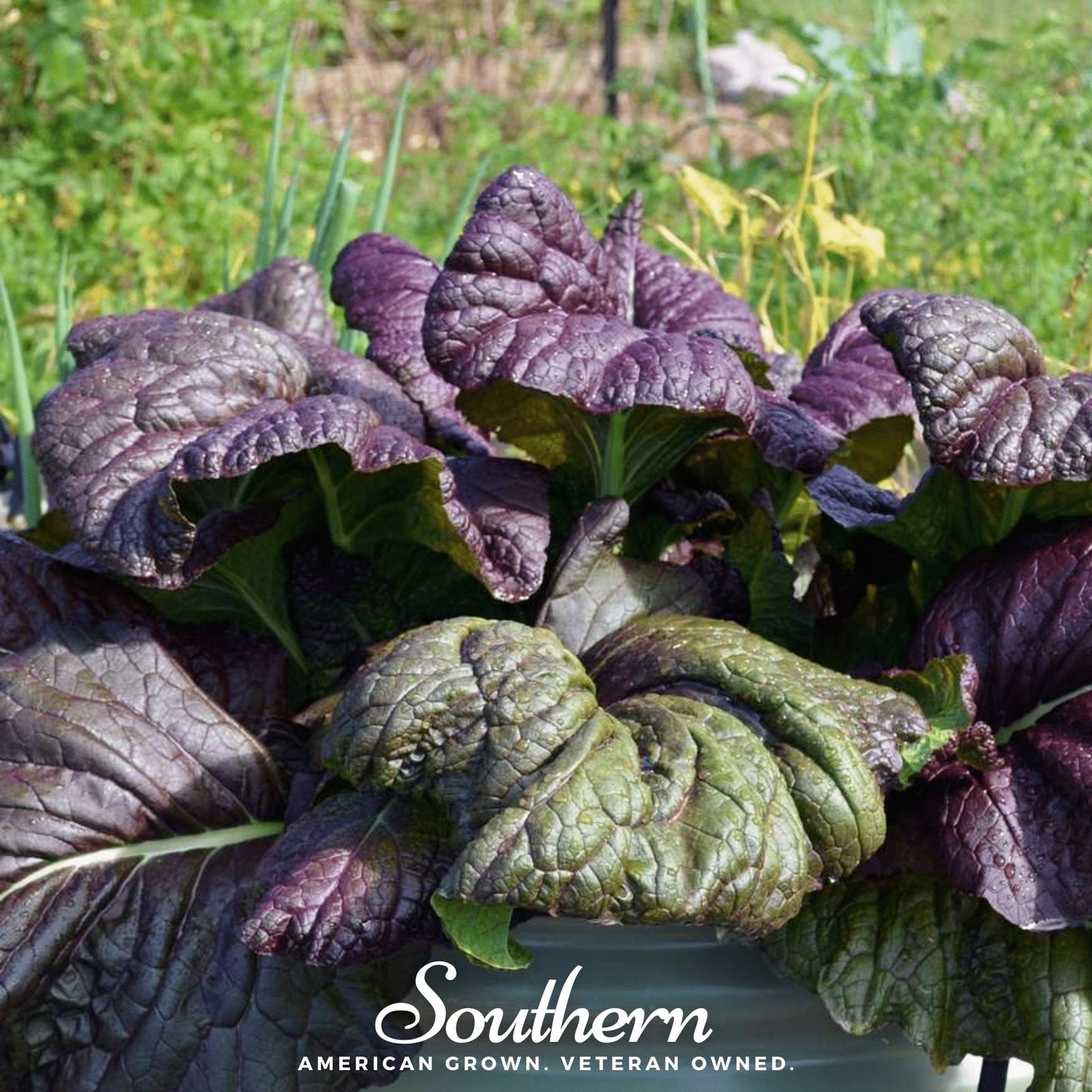 Osaka Purple Mustard – 100 Seeds