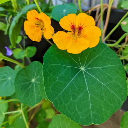 Nasturtium Seeds