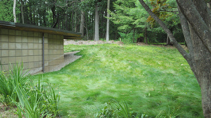 EcoSeed - The No Maintenance Lawn, Fine Fescue Lawn Mix, Eco-Friendly Grass
