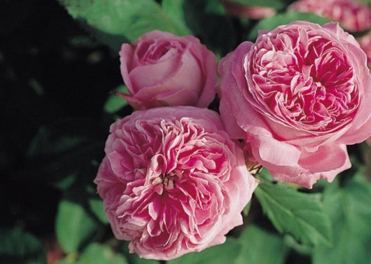 4 French Rose Unrooted Cuttings 6–8” | Heirloom Garden Roses | Rare Fragrant Rose Variety | Propagation Starter Stems